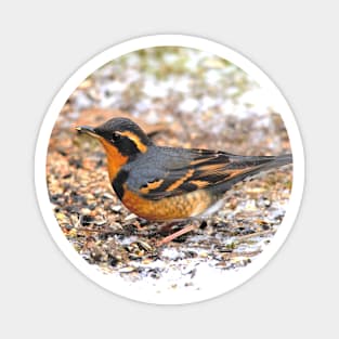 Handsome Male Varied Thrush Songbird Amid Snow and Seed Magnet